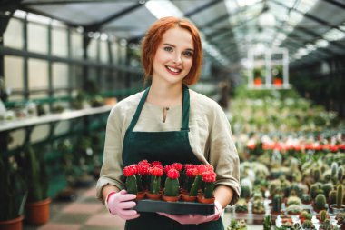 Tepsi küçük kaktüs çiçekli tencere tutarak ve mutlu bir şekilde kamera seyir serada önlük ve pembe eldiven oldukça gülümseyen çiçekçi