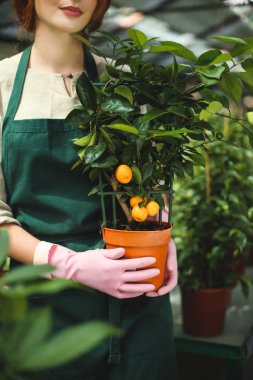 Pembe eldiven sera tencereye küçük mandalina ağacı tutarak ellerinde kadın kapatmak