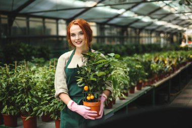 Sevimli gülümseyen Bayan tencerede küçük mandalina ağacı ile ayakta ve sersem kamera seyir serada önlük ve pembe eldiven