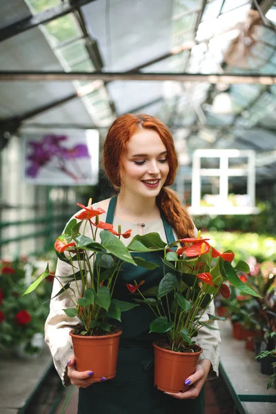 Beautiful smiling florist in apron standing with two flowers in pots and dreamily closing her eyes while working in greenhouse