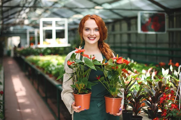 Beautiful smiling florist in apron standing with two flowers in pots and joyfully looking in camera in greenhouse