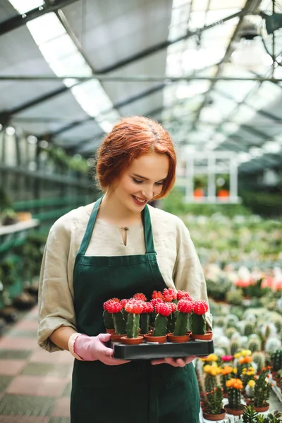 Önlük ve pembe eldiven tepsi küçük kaktüs çiçek ile serada çalışırken tencerelerde tutan güzel gülümseyen çiçekçi