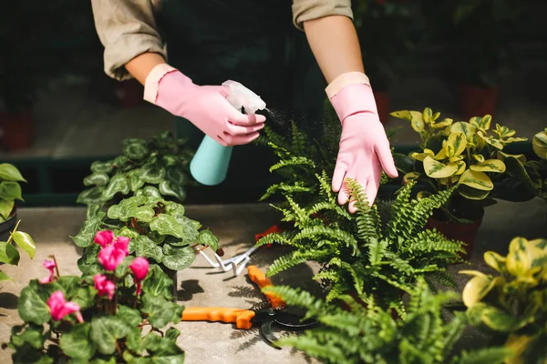 Photo Rapprochée Mains Fleuriste Gants Roses Pulvérisant Des Plantes Serre — Photo