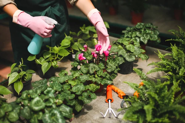 Close Kvinde Hænder Lyserøde Handsker Sprøjtning Blomster Drivhuset - Stock-foto