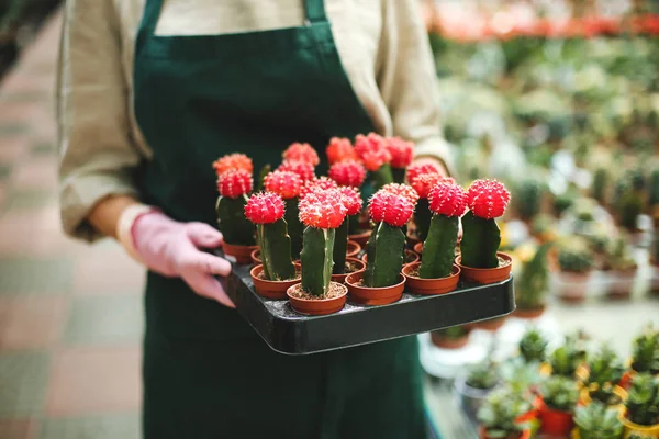 Close up woman hands in pink gloves holding tray with little cactus flowers in pots in greenhouse