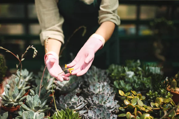 Pembe eldivenleri sera çiçeklenir hakkında bakım kadın elinde kapatın