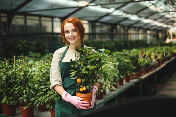 Sevimli gülümseyen Bayan tencerede küçük mandalina ağacı ile ayakta ve sersem kamera seyir serada önlük ve pembe eldiven