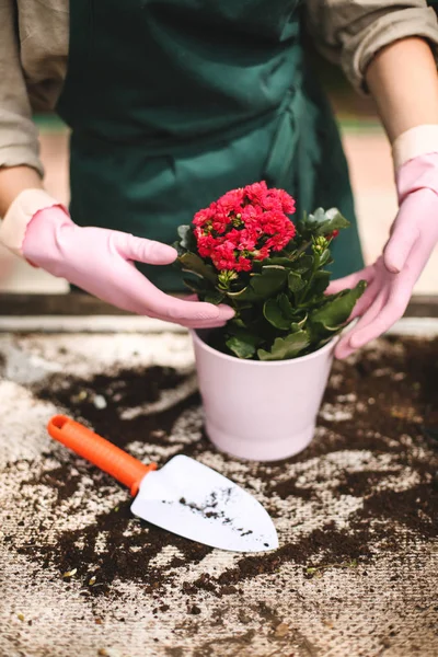 Gros Plan Mains Femme Gants Roses Plantant Une Belle Fleur — Photo