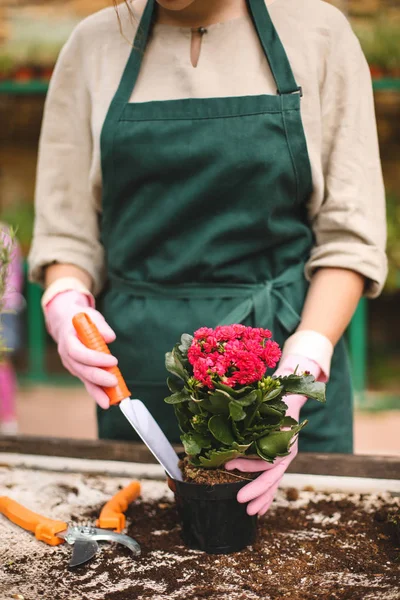 Tutup Toko Bunga Dalam Sarung Tangan Merah Muda Menggunakan Sekop — Stok Foto