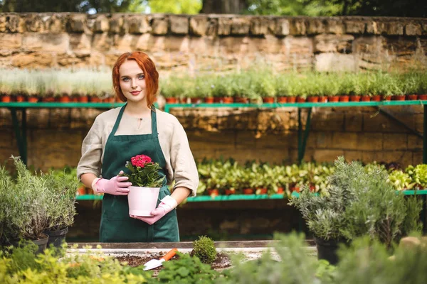 Genç güzel eller çiçek tencerede holding ve sersem serada çalıştığınız sırada kamera seyir pembe eldiven ve önlük çiçekçi