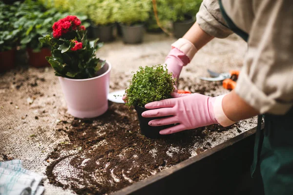 Close up woman hands in pink gloves planting flowers in pots in greenhouse