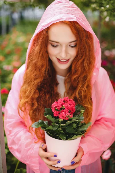 年轻的微笑的女士 红头发的卷发站在粉红色的雨衣和捧着美丽的花朵在锅里 而花时间在温室 — 图库照片