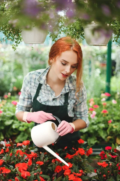 Young beautiful florist in apron standing with watering can and water the flowers while working in greenhouse — Stock Image Young Beautiful Florist Apron Standing Watering Can Water Flowers While Stock Photo
