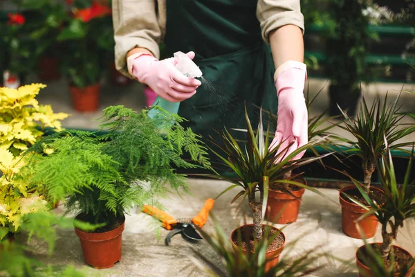 Close up photo of woman hands in pink gloves spraying flowers in pots while caring about them in greenhouse — Stock Image Close Photo Woman Hands Pink Gloves Spraying Flowers Pots While Royalty Free Stock Images