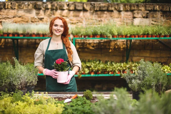 Young smiling florist in apron and pink gloves holding in hands flower in pot and joyfully looking in camera while working in greenhouse — Stock Image Young Smiling Florist Apron Pink Gloves Holding Hands Flower Pot Stock Picture
