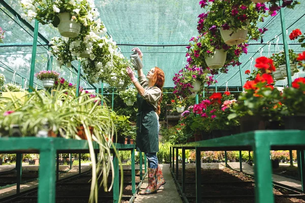 Young Pretty Florist Apron Standing Dreamily Watering Beautiful Flowers While Stock Photo