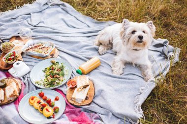 Sevimli küçük köpek çeşitli lezzetli yiyecek ve içecekler üzerinde piknik park piknik battaniyeyle yatan kapatın 