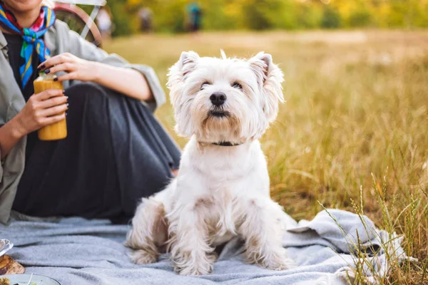 Close Bel Cagnolino Bianco Seduto Sulla Coperta Picnic Con Proprietario — Foto Stock