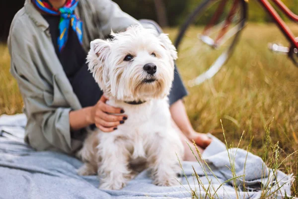 Close Bellissimo Cagnolino Bianco Seduto Sulla Coperta Picnic Con Proprietario — Foto Stock