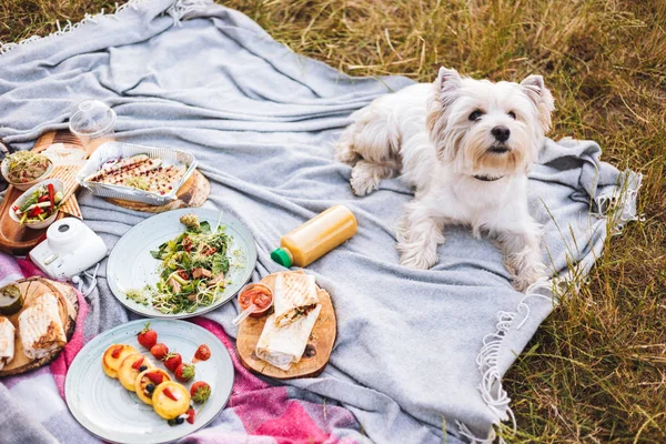 关闭可爱的小狗躺在野餐毯与各种美味的食物和饮料在公园野餐 — 图库照片