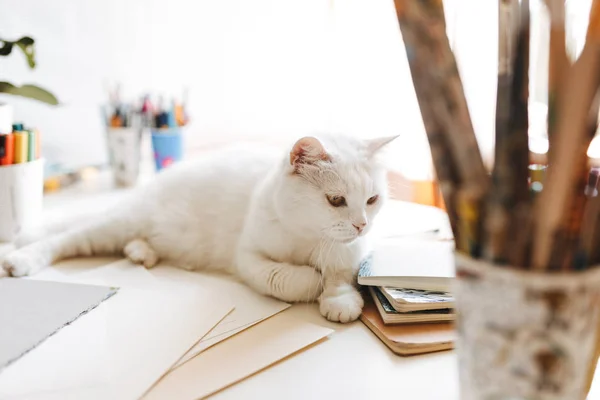 Hautnah Schöne Weiße Hauskatze Auf Schreibtisch Hause — Stockfoto