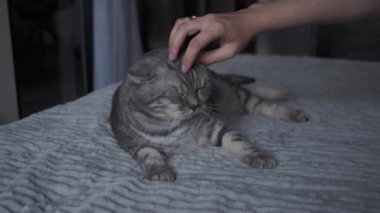 Evcil hayvan sahibi, yatakta yatarken hayalperest olarak gözlerini zevkle kapatırken, sevimli İskoç düz gri kedisini sevgiyle tırmalayarak