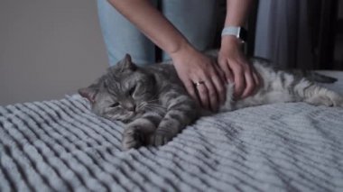 Evcil hayvan sahibi şefkatle ve sevgiyle akıllı saat giyerken onu İskoç düz kedi çizilme, kedi gri kapaklı yatakta yatan zevk mırıldanıyor