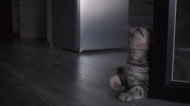 Kabarık İskoç düz gri kedi halat ile olduğu gibi ölçü bandı ile oynarken yerde yatan