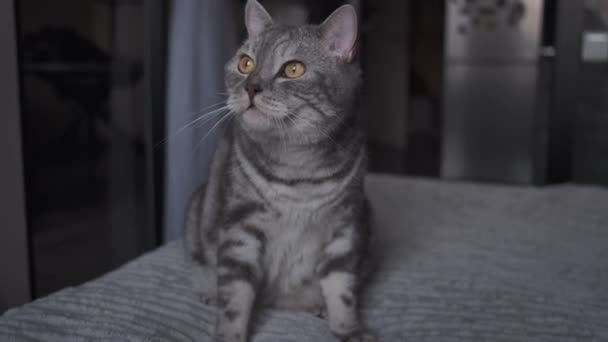 Roztomilá Skotská Kočka Líná Jídle Sedícího Posteli — Stock video