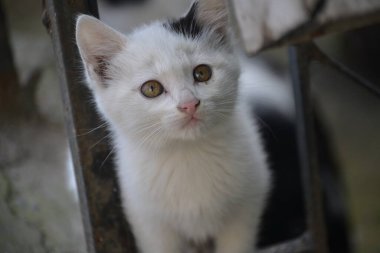 Uskudar İstanbul 'lu kedi yavrusu Türkiye