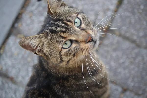 Cat Uskudar Istanbul Turkey — Stock Photo, Image