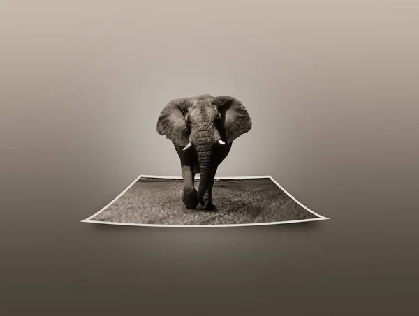 Éléphant Sur Fond Gris — Photo