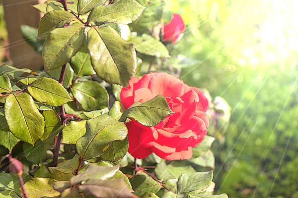 Роза Считается Королевой Цветов Растение Красивыми Пышными Цветами Разных Цветов — стоковое фото