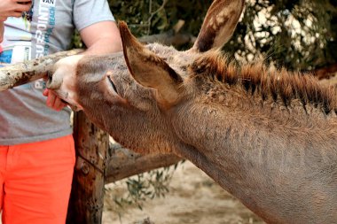 Tunus'ta Djebra adasında iyi eşek