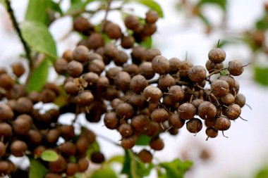 Kırmızı renkte kafası renk Henna bitki