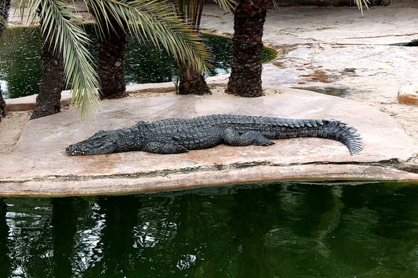 Een Vijver Een Krokodillenboerderij Tunesië — Stockfoto