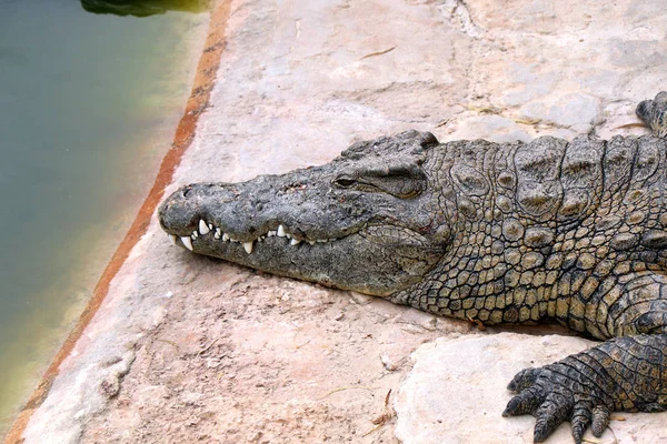 Krokodil Close Crocodile Farm Tunesië — Stockfoto