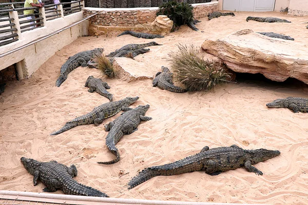 Krokodilok Egy Krokodil Gazdaságban Tunéziában — Stock Fotó