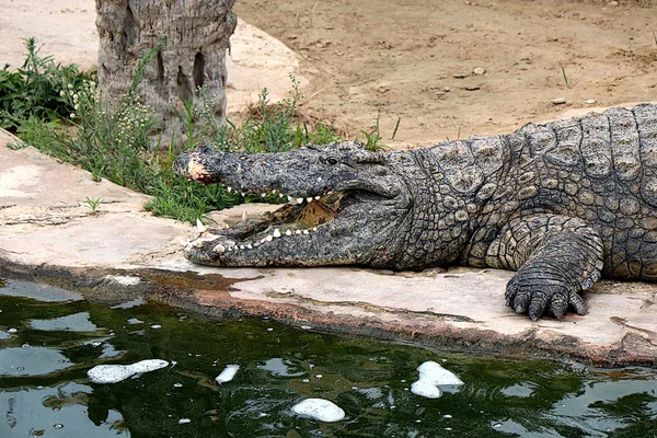 Krokodil Egy Krokodil Gazdaságban Tunéziában — Stock Fotó