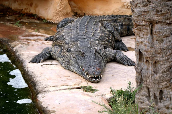Krokodil Een Krokodillenboerderij Tunesië — Stockfoto