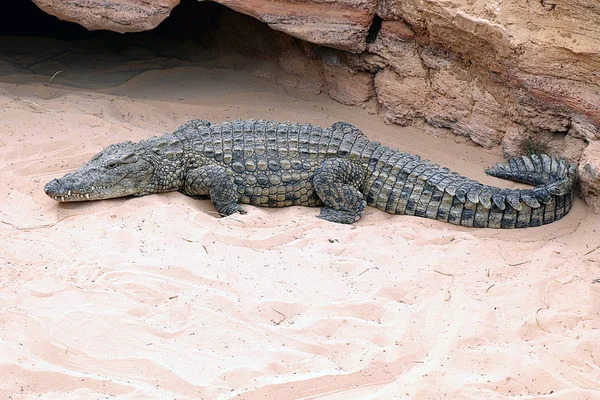 Krokodil Egy Krokodil Gazdaságban Tunéziában — Stock Fotó