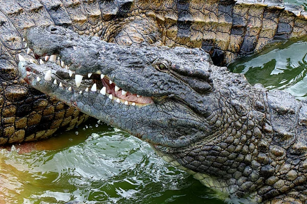 Crocodile Crocodile Farm Tunisia — Stock Photo, Image