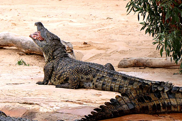 Crocodile Dans Une Ferme Crocodiles Tunisie — Photo