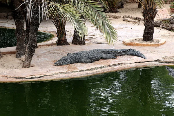 Krokodil Een Krokodillenboerderij Tunesië — Stockfoto