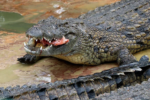 Krokodil Een Krokodillenboerderij Tunesië — Stockfoto