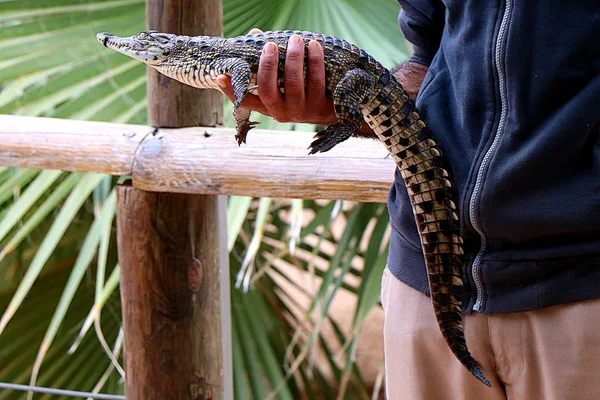 Crocolil Bebê Que Tem Apenas Cinco Meses Idade — Fotografia de Stock