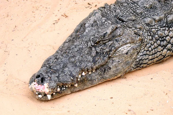 Krokodil Een Krokodillenboerderij Tunesië — Stockfoto