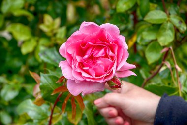 Güzel gül bir yatakta yetişir.