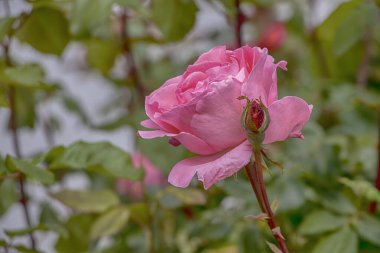 Baharda bahçede güzel bir gül