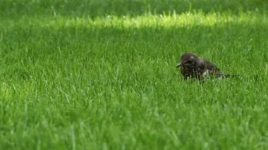 Yeşil çimenlerin üzerinde bir kuş